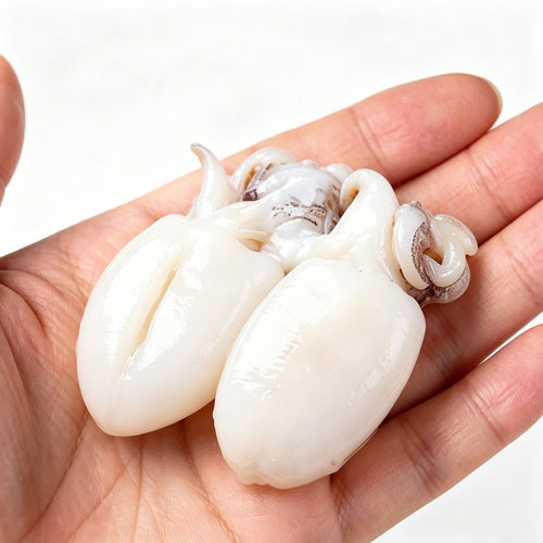 Raw baby cuttlefish held in the palm
