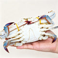 Whole frozen swimming crab held in one hand